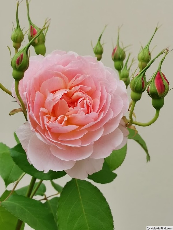 'Miss Jane' rose photo