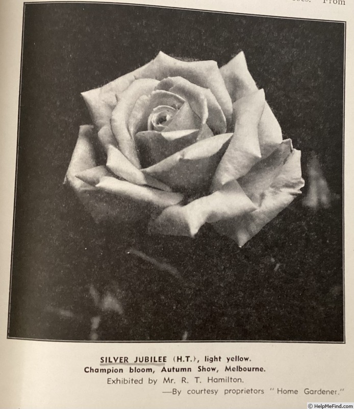 'Silver Jubilee (hybrid tea, Dickson 1937)' rose photo