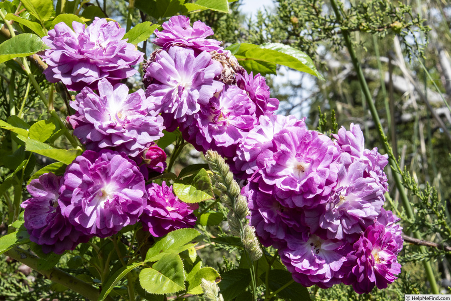 'Vltava' rose photo