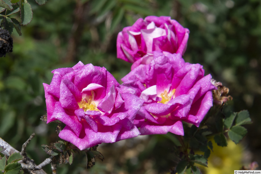 'William III' rose, click to enlarge 'William III' rose photo