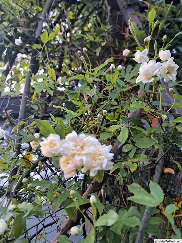 'Rosier de Banks à fleurs blanches' rose photo