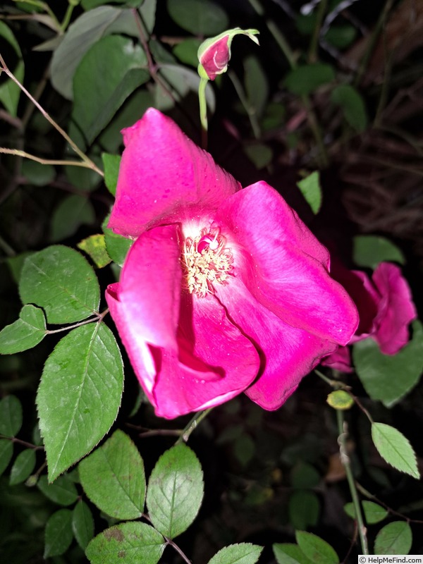 '<i>Rosa chinensis</i> sanguinea' rose photo