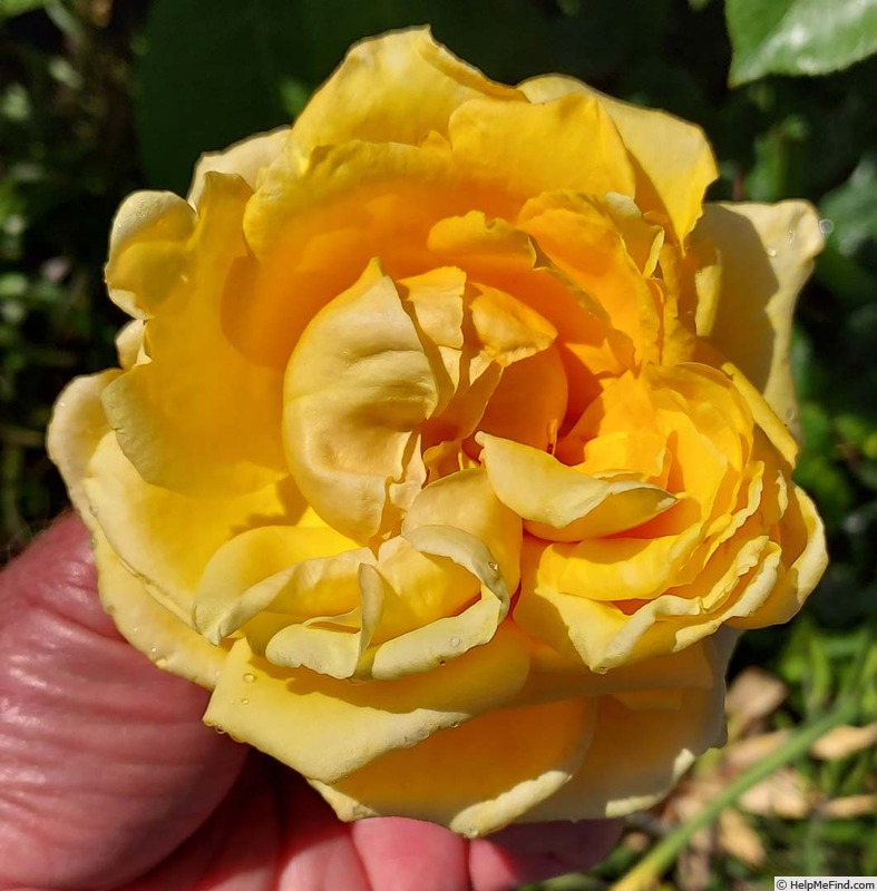 'Golden Oldie (hybrid tea, Davidson before 2006)' rose photo