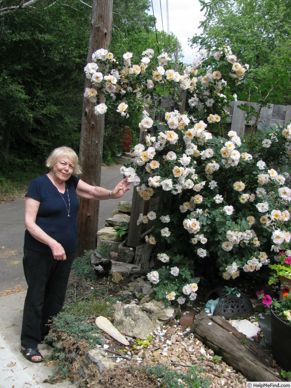 'Above and Beyond™' rose photo