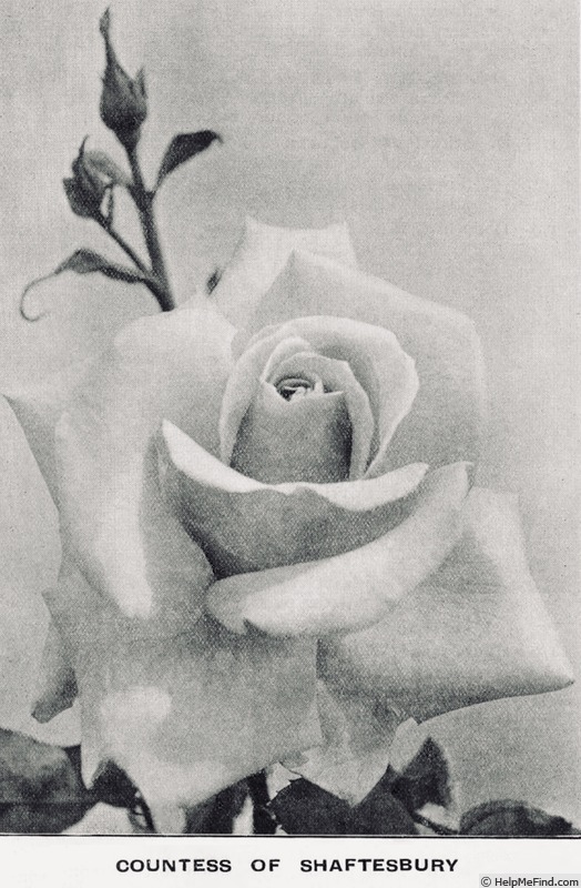 'Countess of Shaftesbury' rose photo