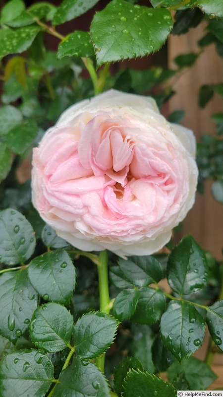 'Top Cream™' rose photo