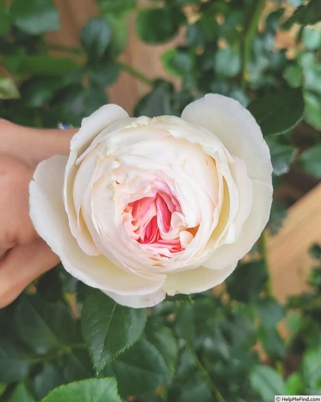'Top Cream™' rose photo