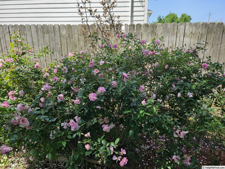 'Mevrouw Nathalie Nypels (Polyantha, Leenders, 1919)' rose photo