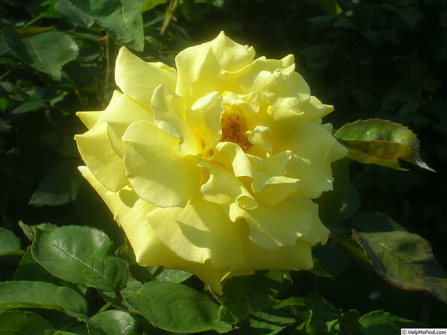 'Goldener Sommer 83 ®' rose photo