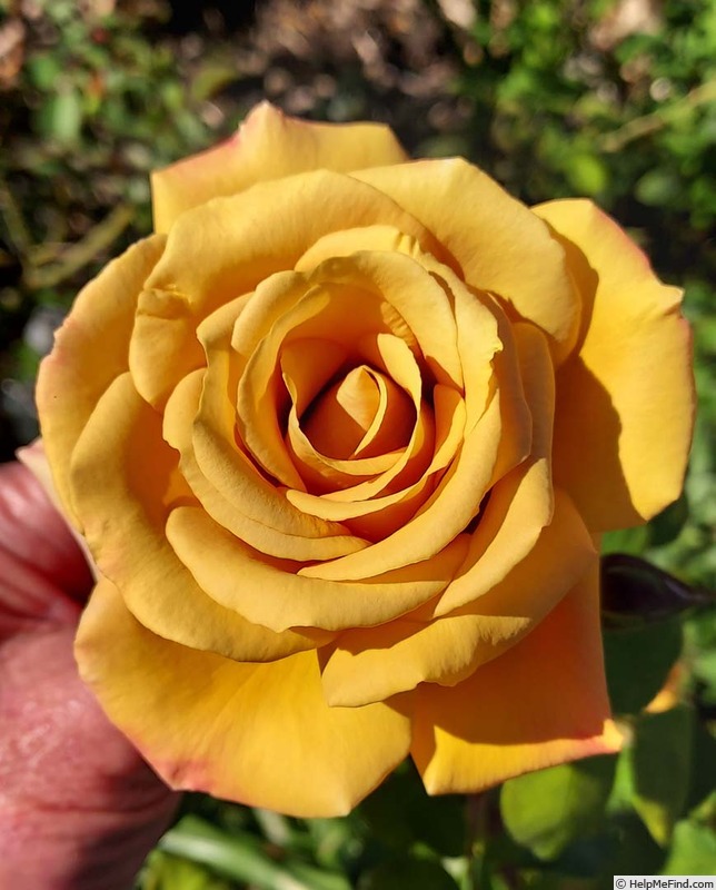 'JACtan' rose photo