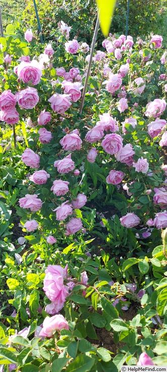 'Queen of Bourbons (bourbon, Mauget, 1834)' rose photo