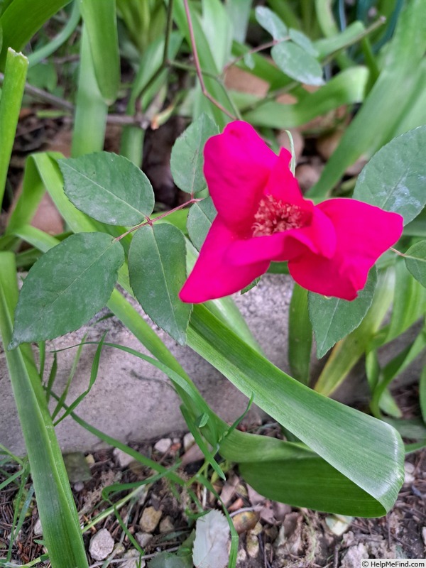 '<i>Rosa chinensis</i> sanguinea' rose photo