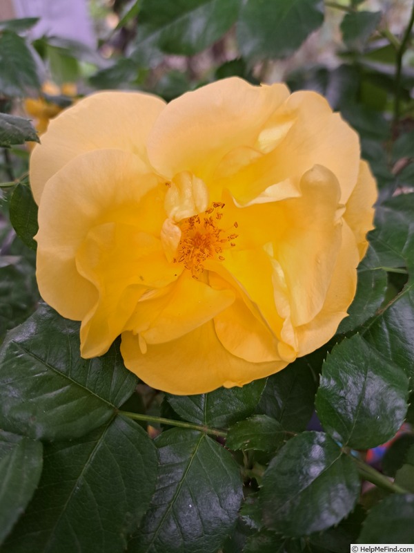 'Lemon Fizz ® (shrub, Kordes 2001)' rose, click to enlarge 'Lemon Fizz ® (shrub, Kordes 2001)' rose photo