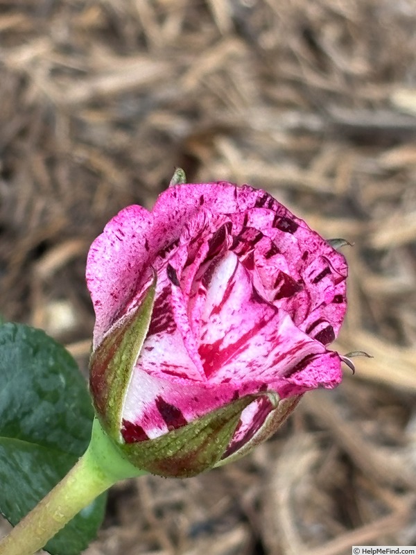 'Dottie' rose photo