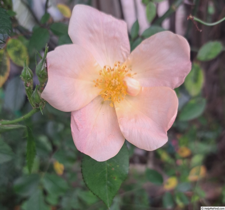 'Mutabilis (china, Unknown, before 1894)' rose photo