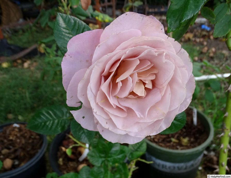 'Blue Girl® (hybrid tea, Sauvageot/NIRP, 2008)' rose, click to enlarge 'Blue Girl® (hybrid tea, Sauvageot/NIRP, 2008)' rose photo
