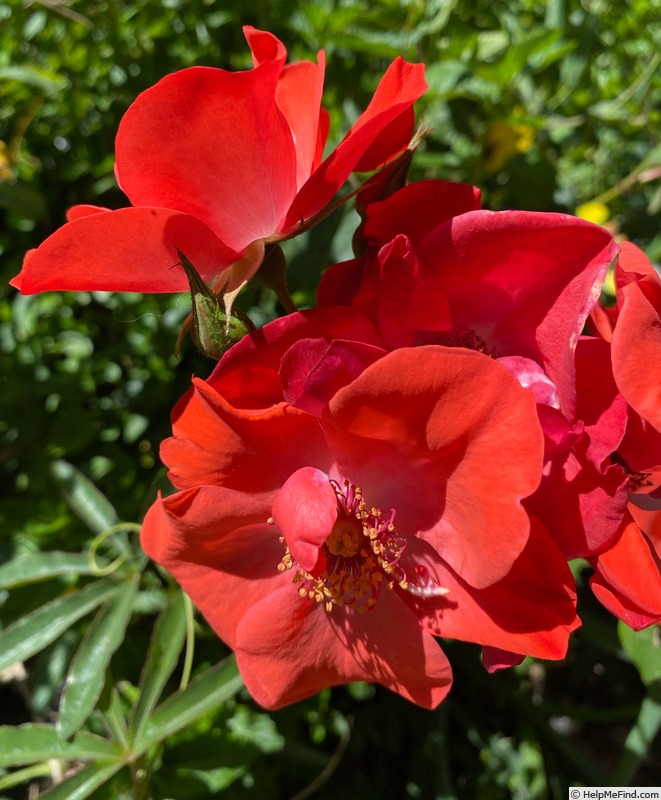 'Poppy (floribunda, Soenderhousen, 1960)' rose photo