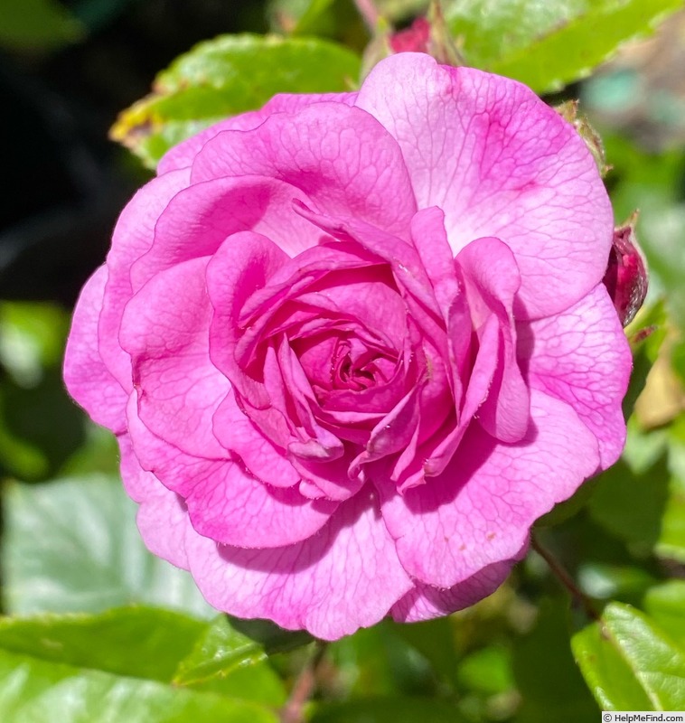 'Excellenz von Schubert (Polyantha Lambert, 1909)' rose photo