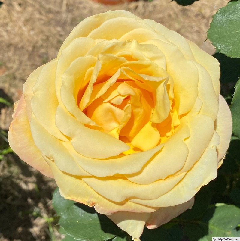 'Sultry ™' rose photo