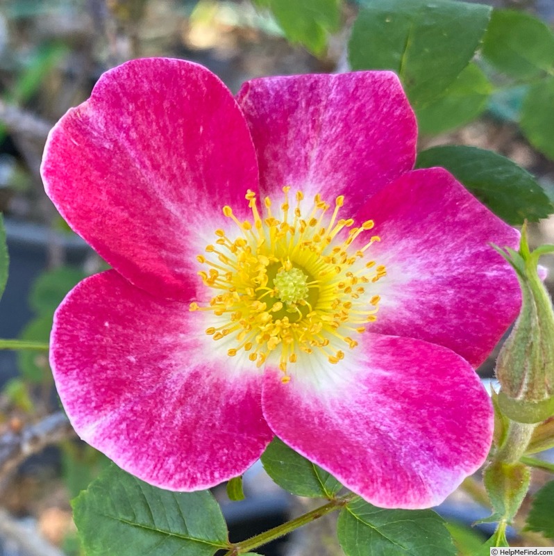 'Star Magic' rose photo