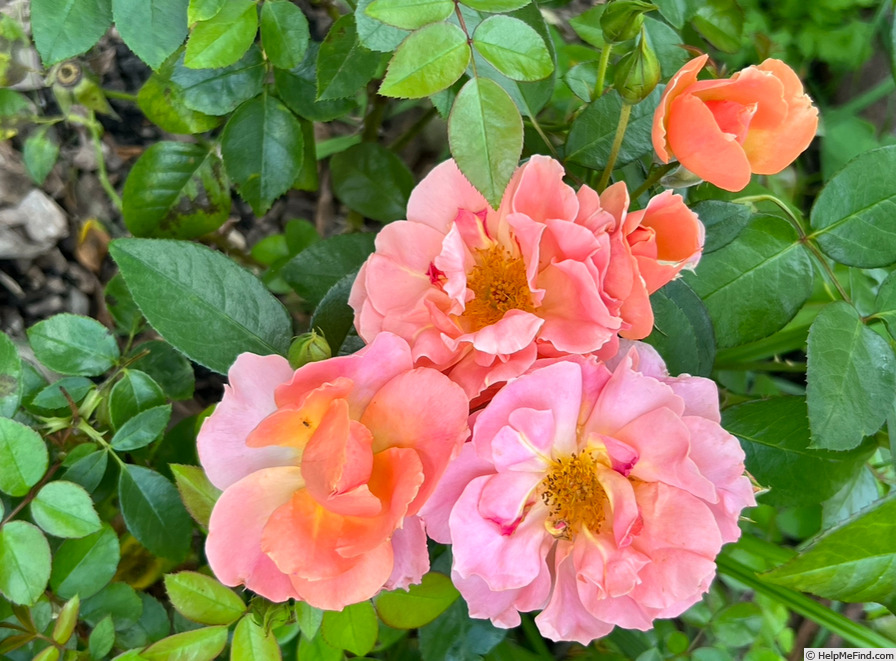 'Sunbelt ® Sierra Lady™' rose photo
