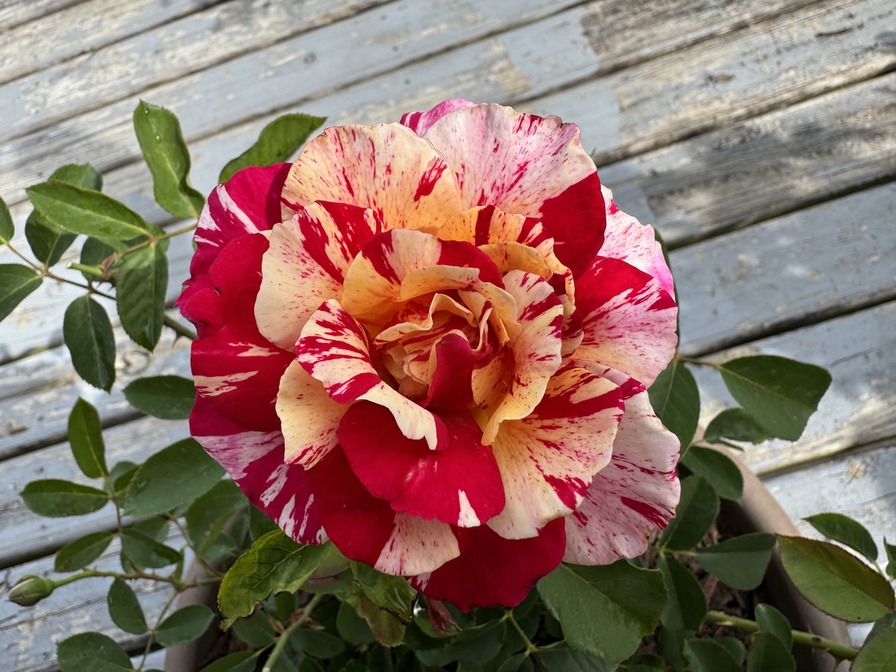 'Maurice Utrillo ™' rose photo