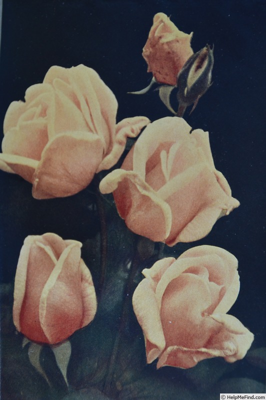 'Duchess of Wellington, Cl.' rose photo