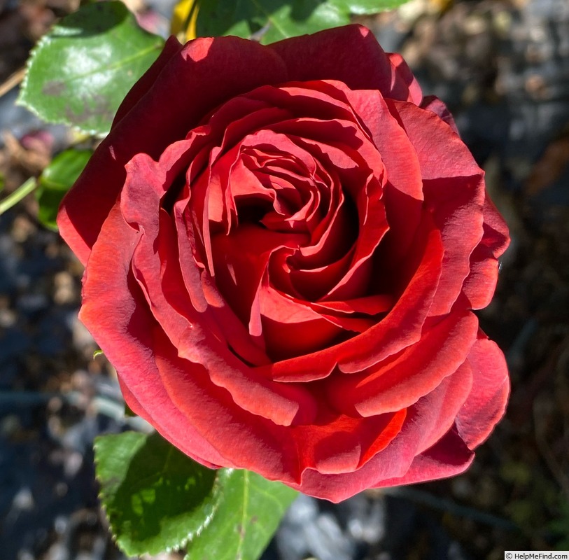 'Terracotta ® (florist's rose, Meilland, 1997)' rose photo