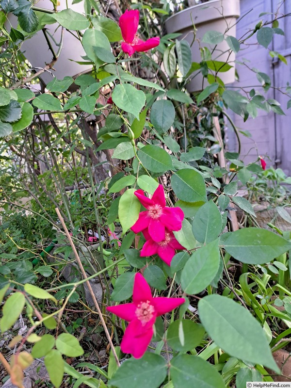 '<i>Rosa chinensis</i> sanguinea' rose photo