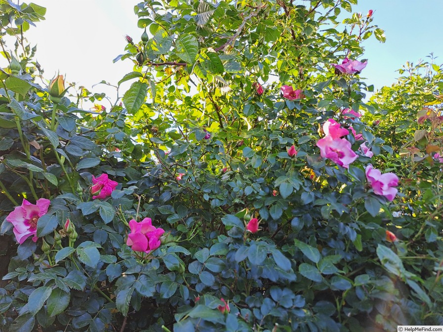 'Peace and Love ® (hybrid hulthemia, Warner, 2006)' rose photo