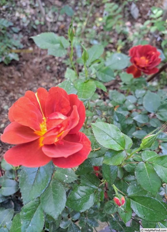 'Havanna ® (floribunda, Spek 2013)' rose photo