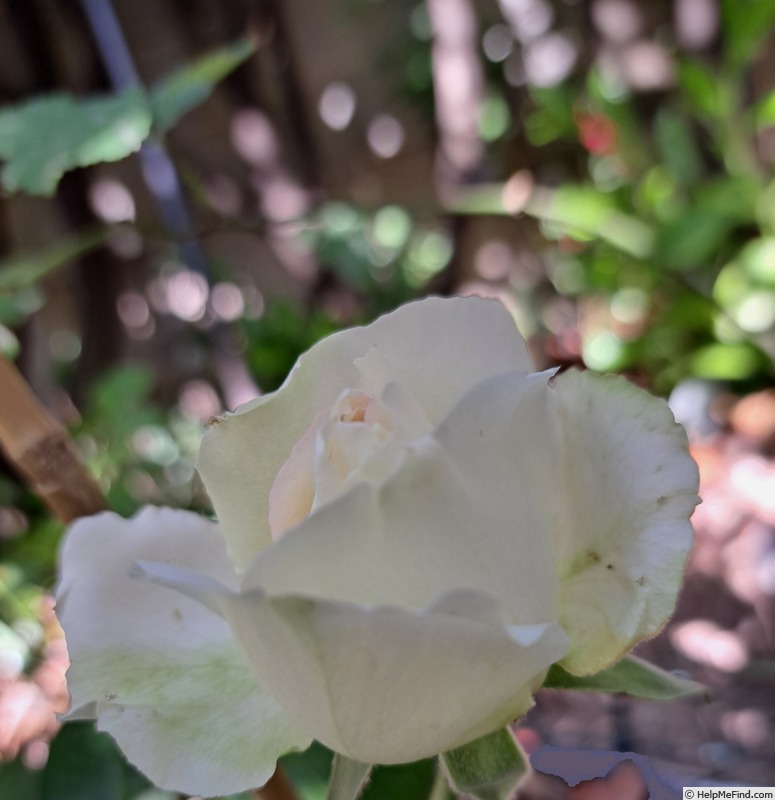 'Niharika ®' rose photo