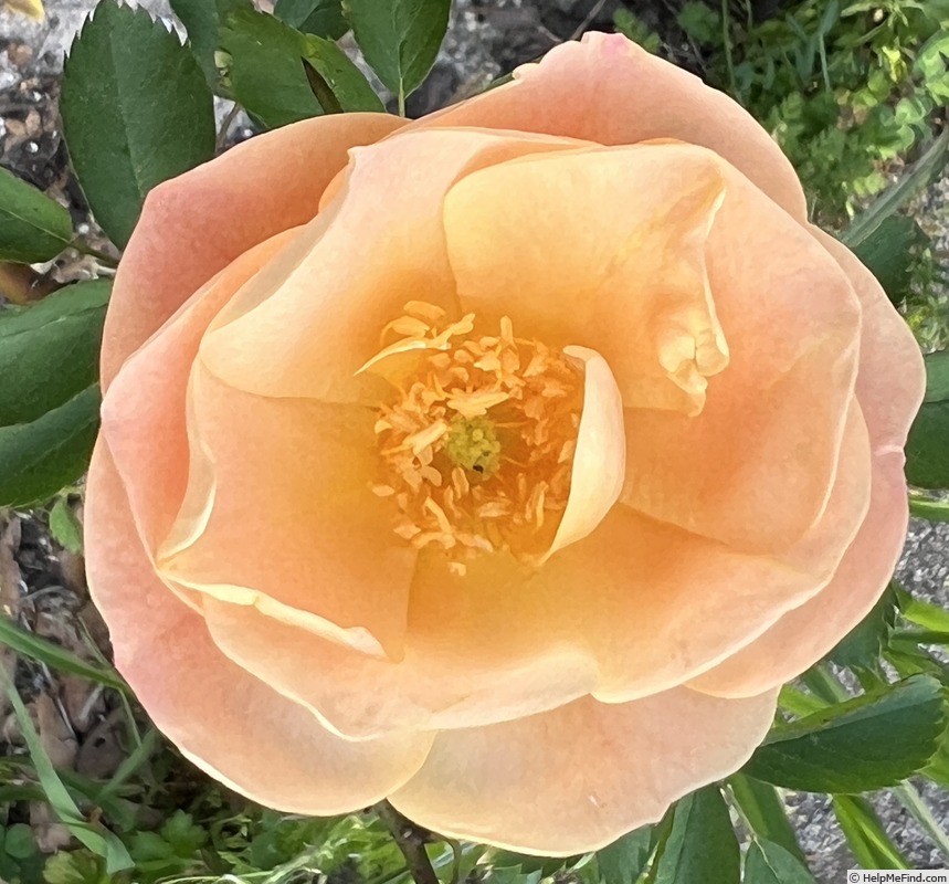 'Above and Beyond™' rose photo