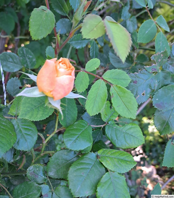'Crown Princess Margareta ®' rose photo