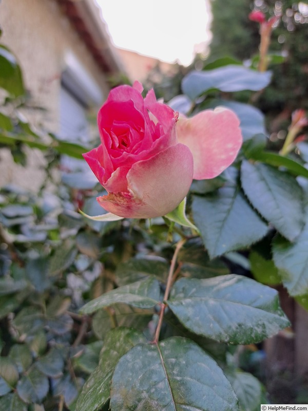 'Bornéo Odore ®' rose photo
