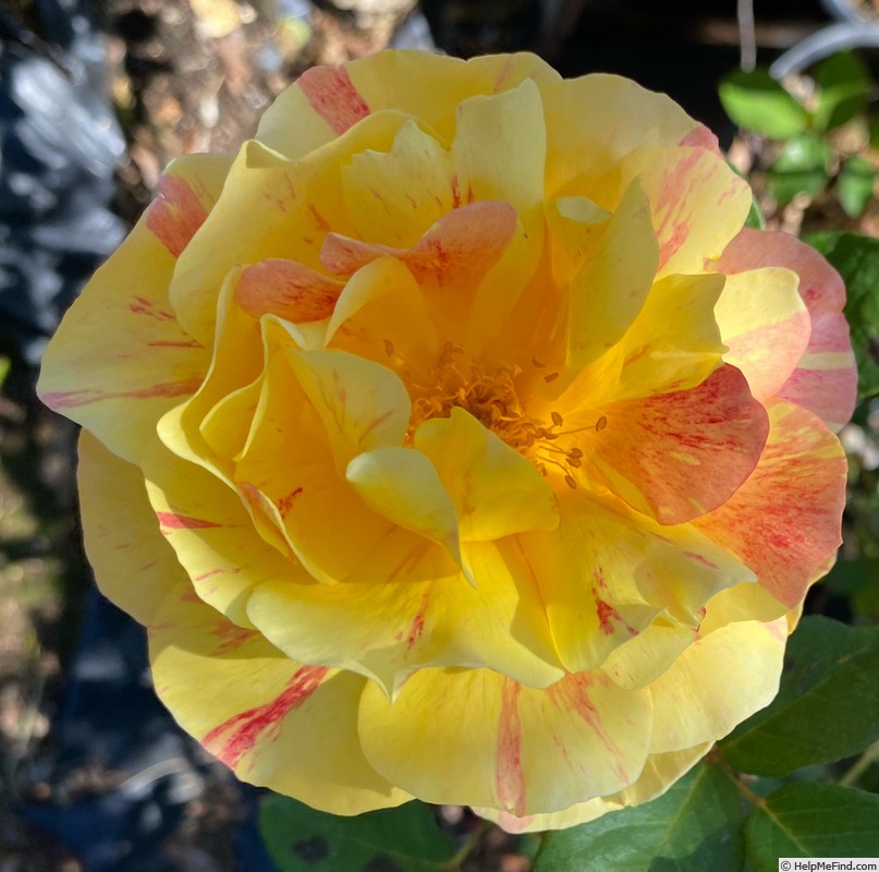 'Maurice Utrillo ™' rose photo