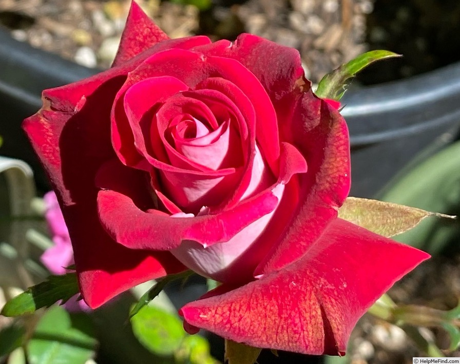 'Michael (mini-flora, Williams 2014)' rose photo
