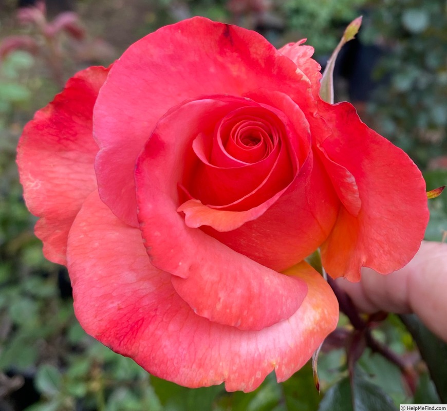 'Colorific (floribunda, Carruth 2009)' rose photo