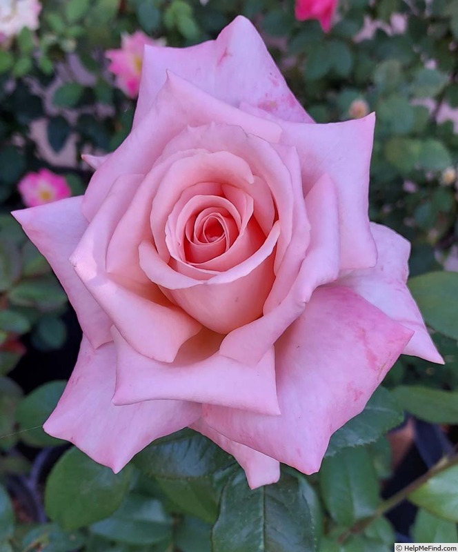 'Emma May' rose photo