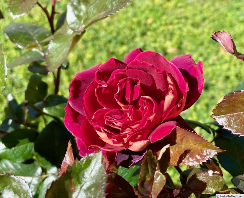 'Garden Director Bartje Miller' rose photo