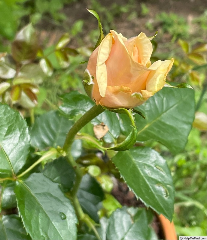'Beautiful Day ™' rose photo
