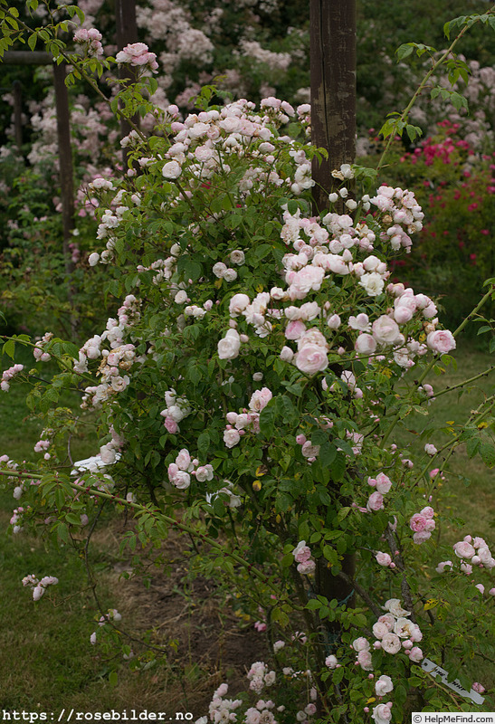 'Madame Jenny' rose photo