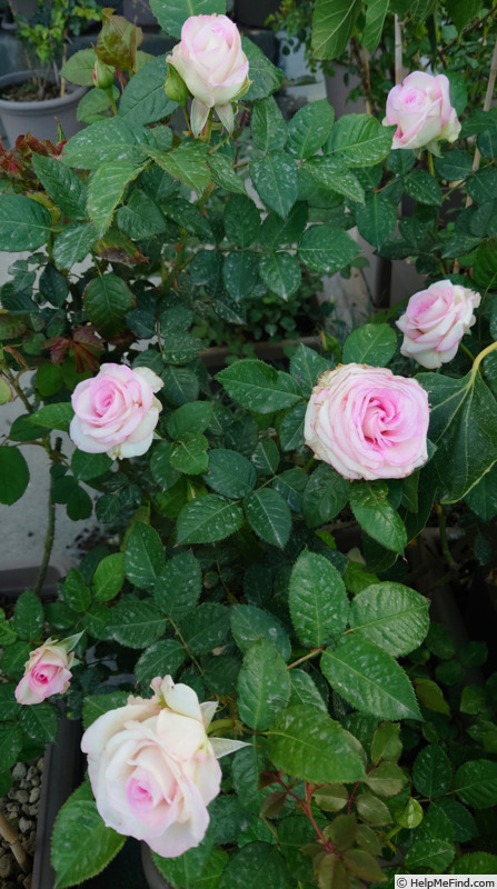 'Moonstar ®' rose photo