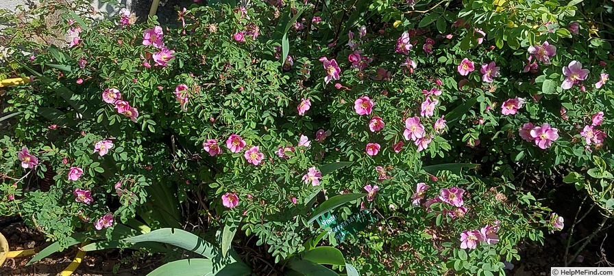 'Mary Queen of Scots (hybrid spinosissima, Lady Moore, 1921)' rose photo