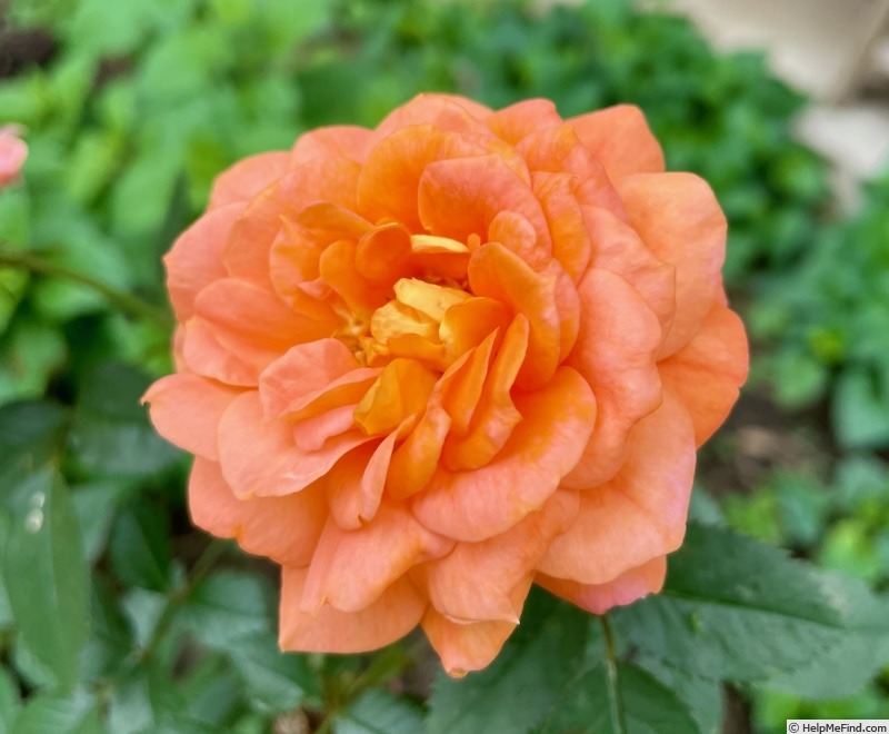 'Tangerine Flames' rose photo