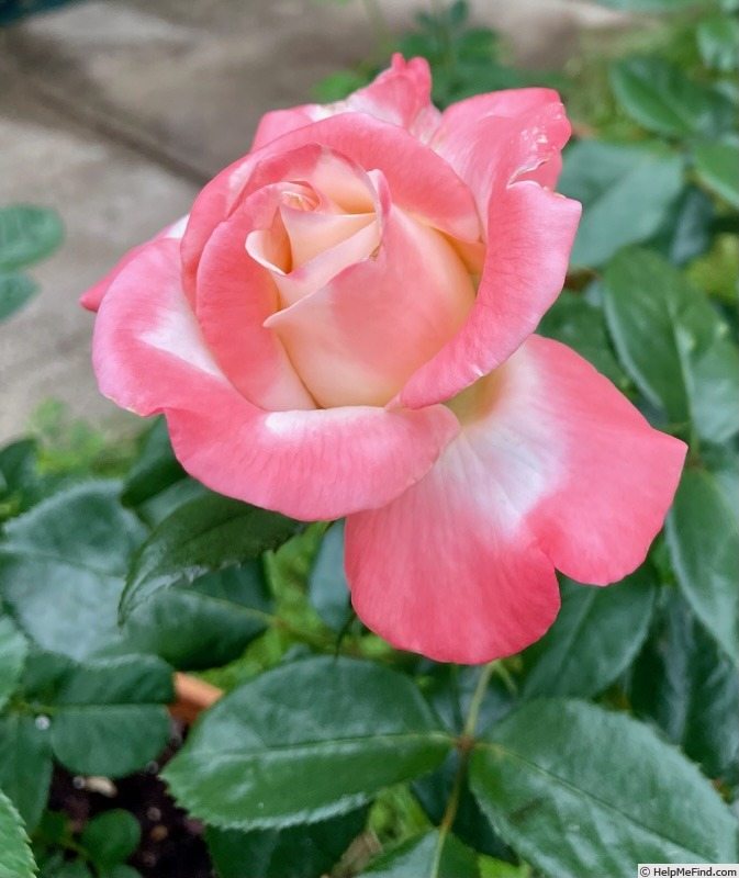 'Crescendo (hybrid tea, Zary 2010)' rose photo