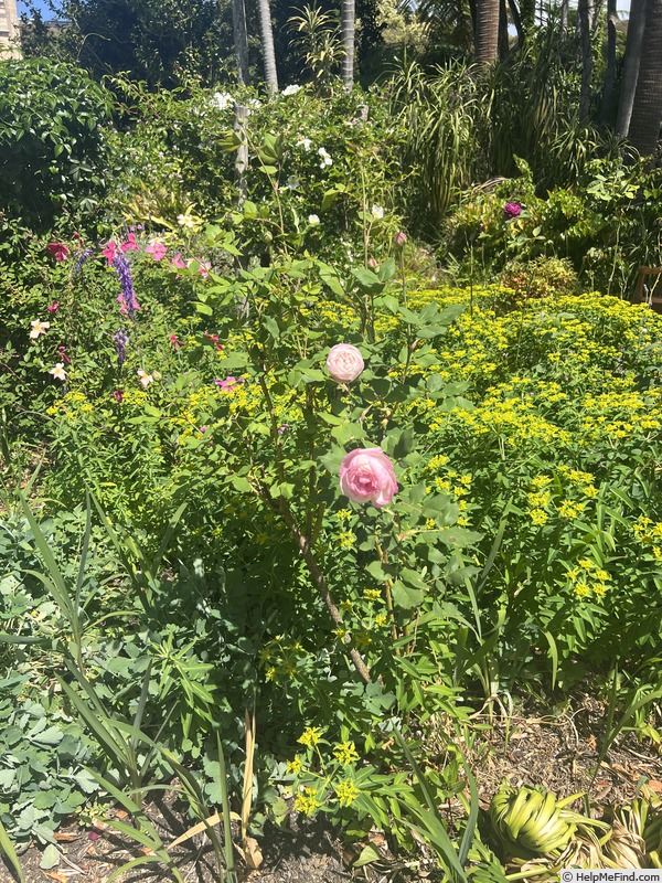 'Madame Pierre Oger (Bourbon, Oger, 1878)' rose photo