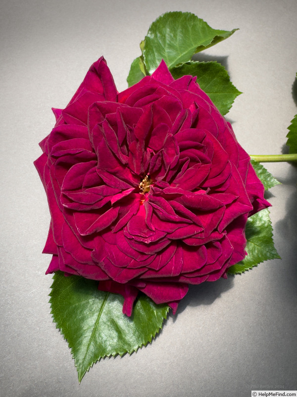 'Clara Thomson' rose photo