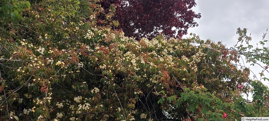 'R. cymosa' rose photo