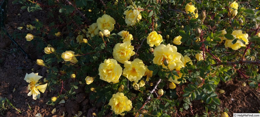 '<i>Rosa foetida</i> var. <i>harisonii</i> hort. ex Rehder' rose photo